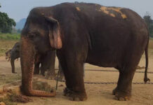 വത്സല ചരിഞ്ഞു; വിടവാങ്ങുന്നത് ഏഷ്യയിലെ പ്രായം കൂടിയ ആന